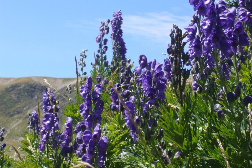 Actividad guiada de introducción a la flora de alta montaña en Setcases
