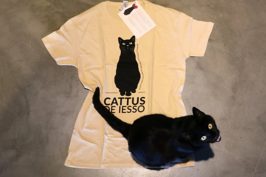 Cattus Day in Guissona