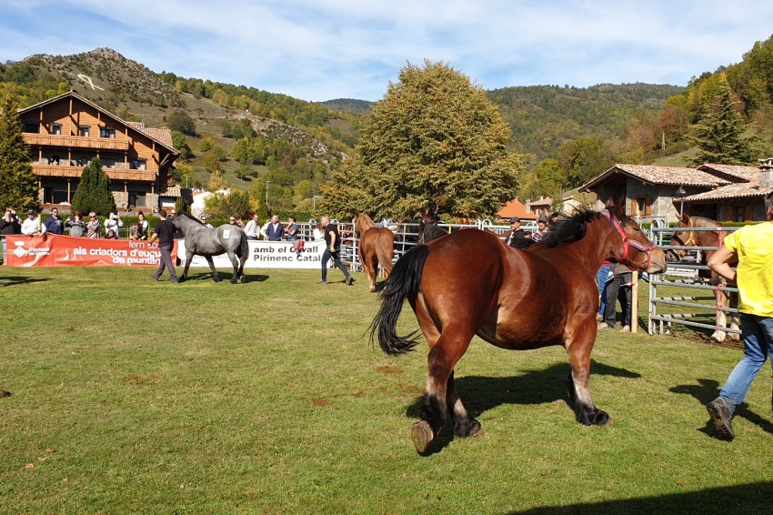 Regional Catalan Pyrenean Horse Competition in Llanars