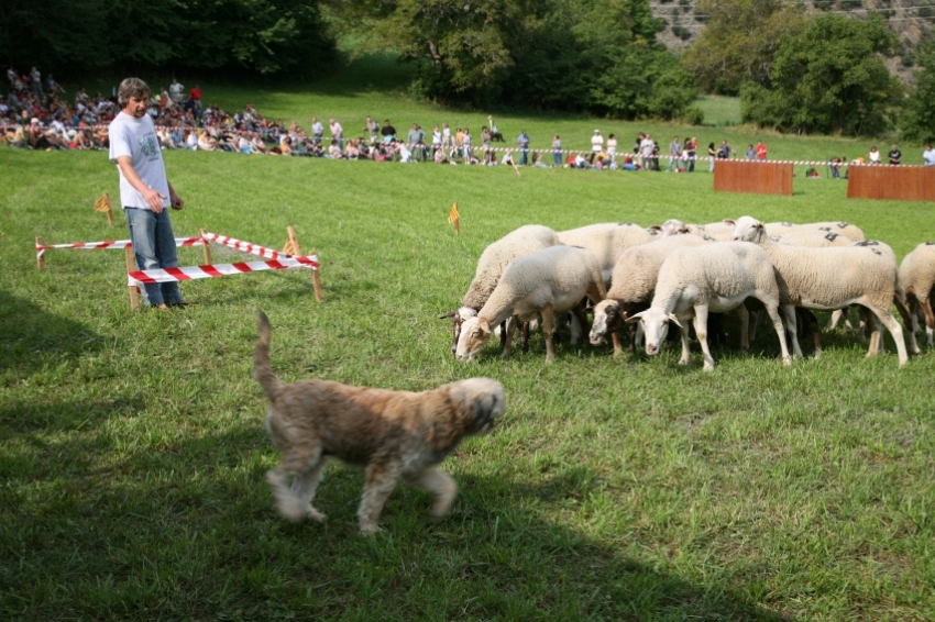Perros d'Atura Contest and the Sheep Fair in Llavorsí