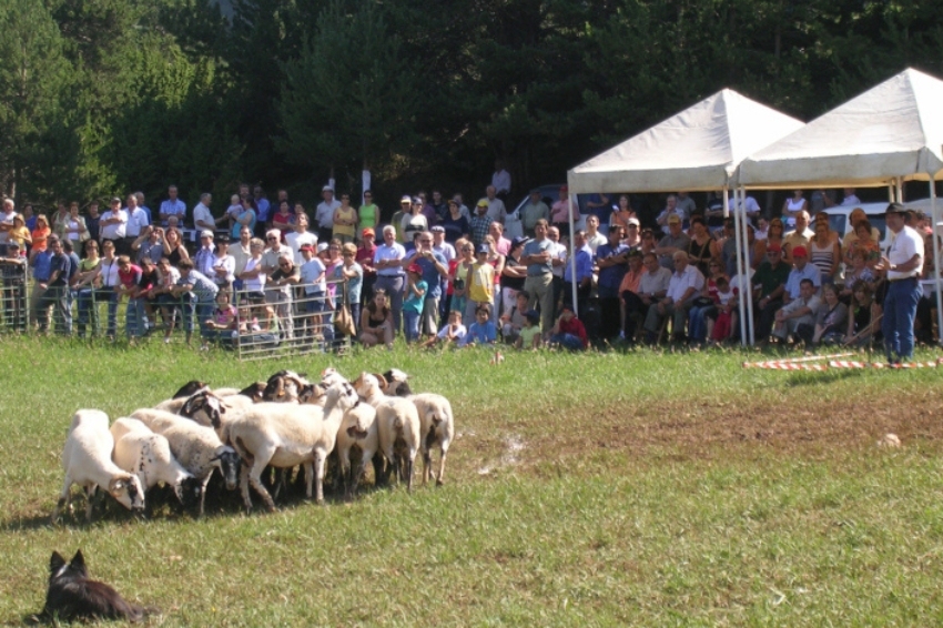 Dog competition d'atura in the Montnou in Odèn