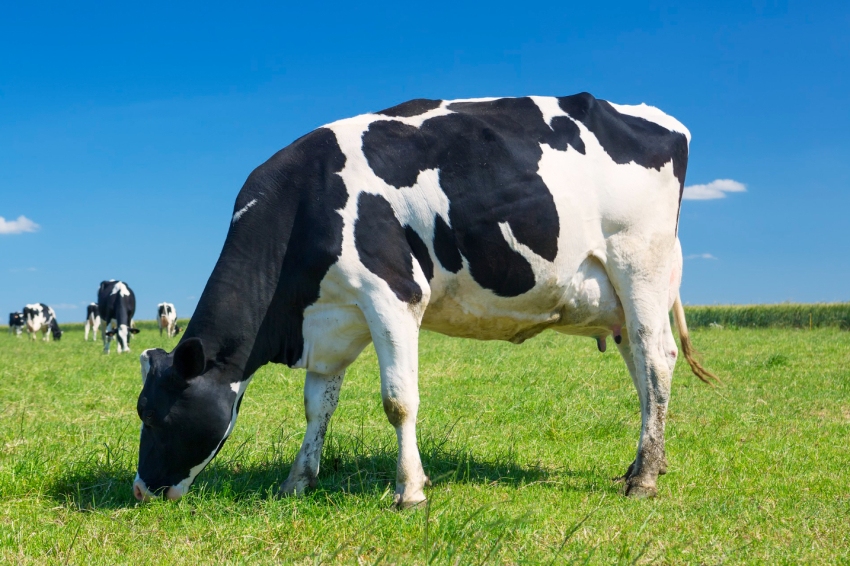 Friesian cow competition in Vallfogona de Balaguer