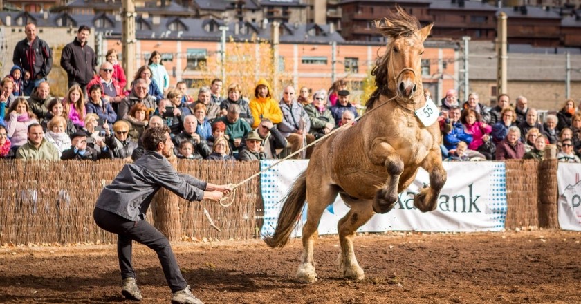 Puigcerdà horse morphological competition