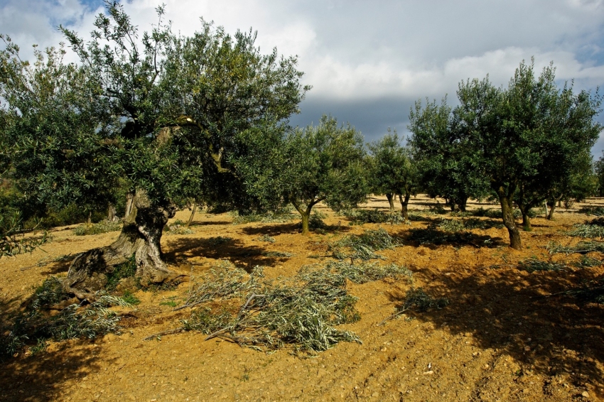 Cest lheure des olives, cest l'heure de l'huile' à Olesa de Montserrat