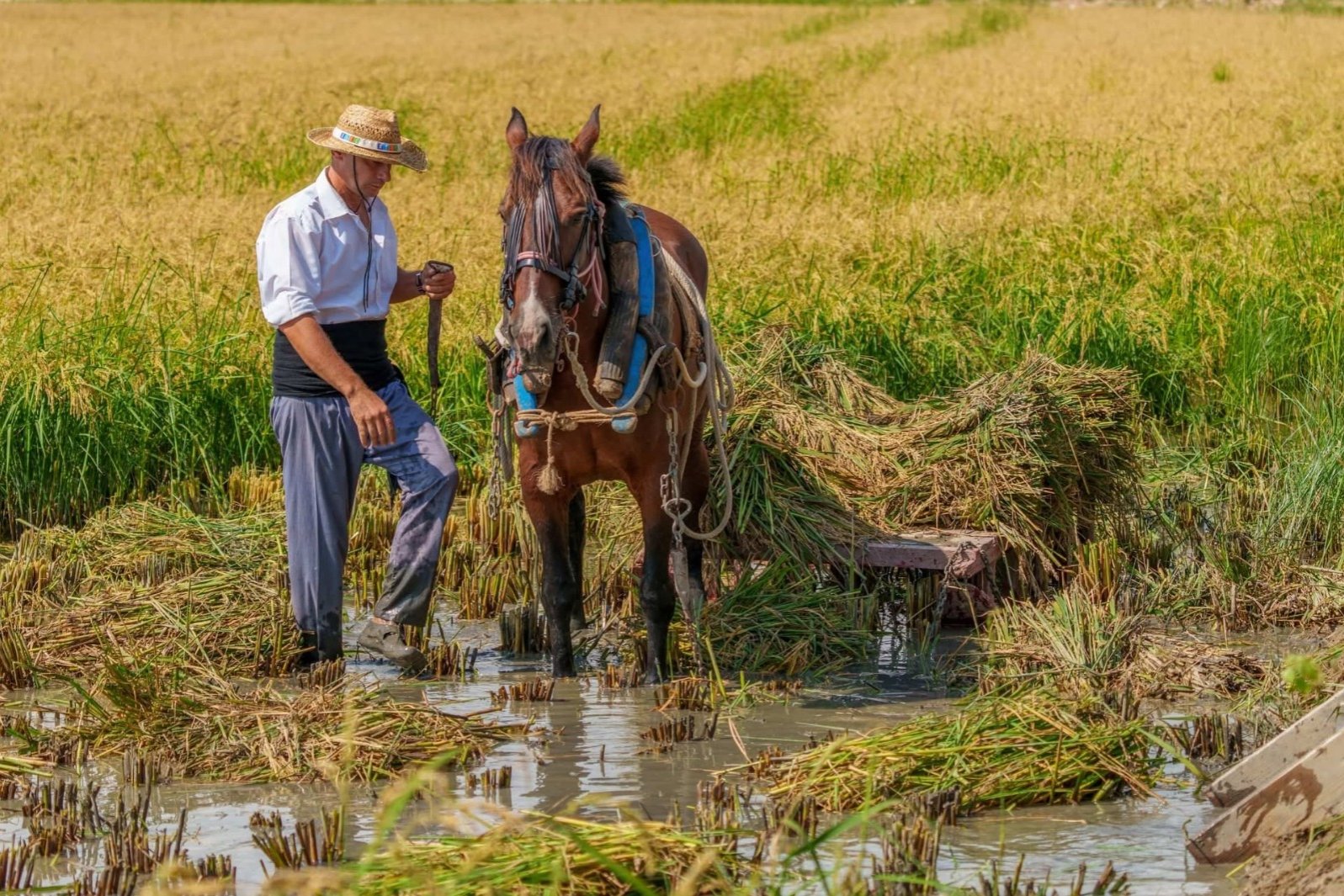 Fiesta Tradicional de la Siega del Arroz en la Ràpita