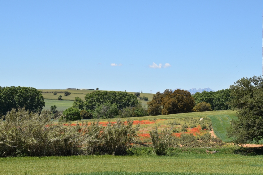 Festa Verda i de la Biodiversitat a Mollet del Vallès