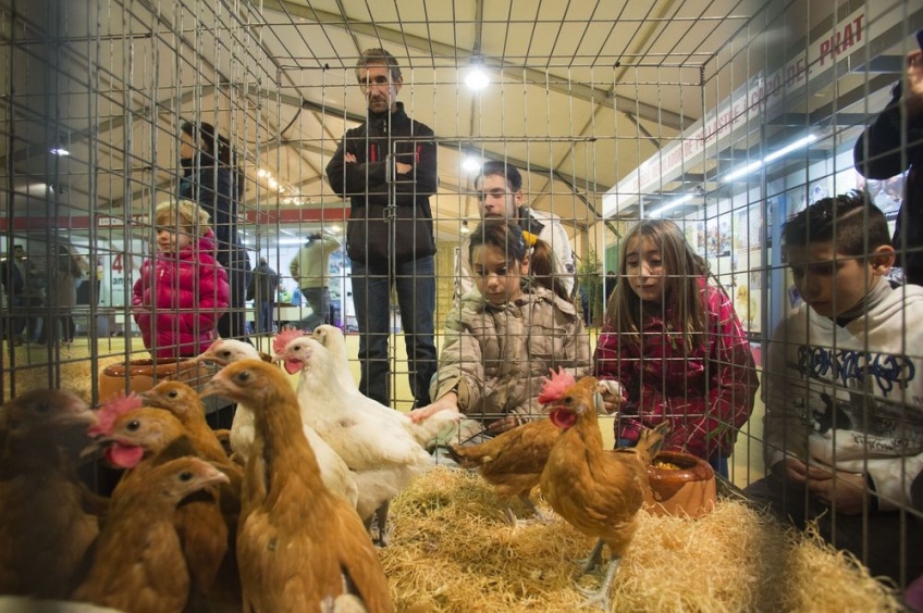 Prat breed poultry fair in El Prat de Llobregat