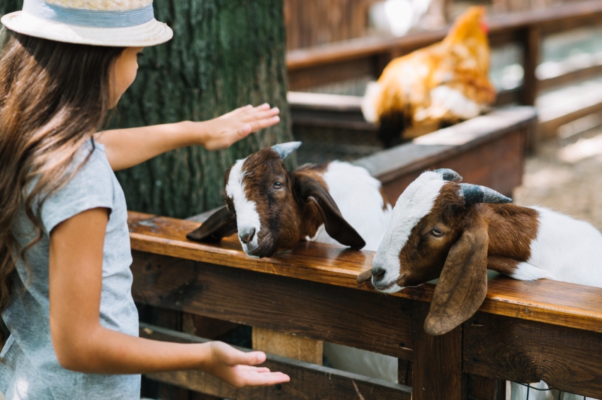 All Saints' Day Fair and Chestnut Festival in Guardiola de Berguedà