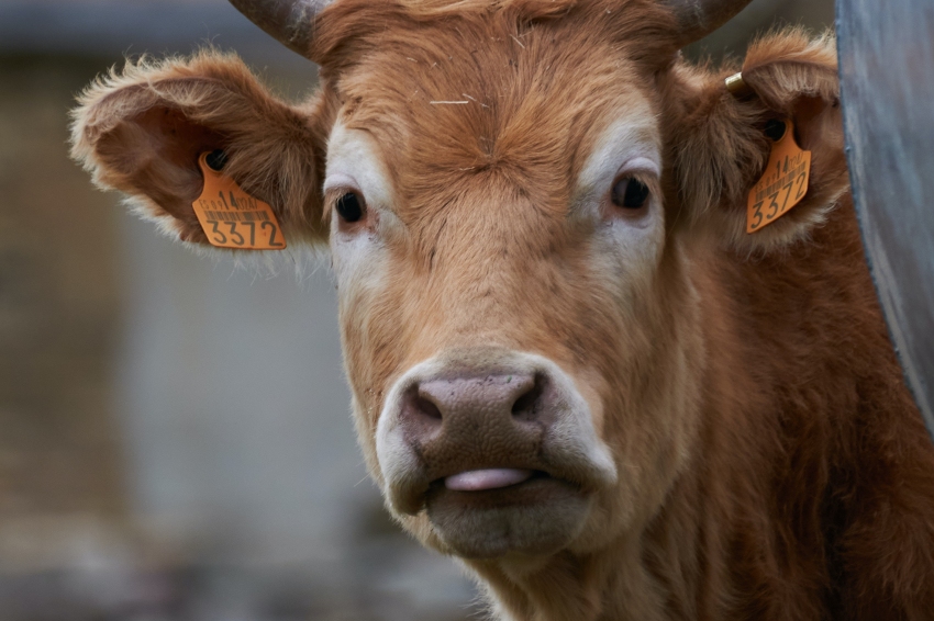Foire du bétail de la Vallée de Ribes et de la Vache Bruna des Pyrénées