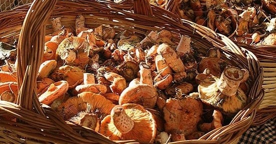 Tastet and Mushroom Fair of Vilada