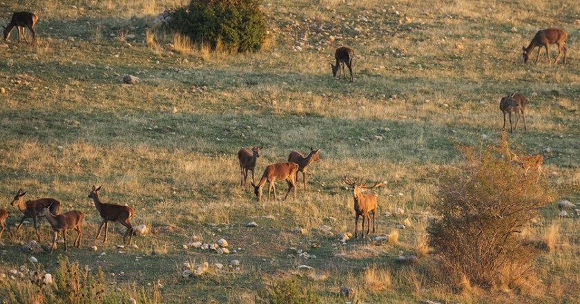 Profitez du beuglement du cerf dans les Pyrénées de Leridano
