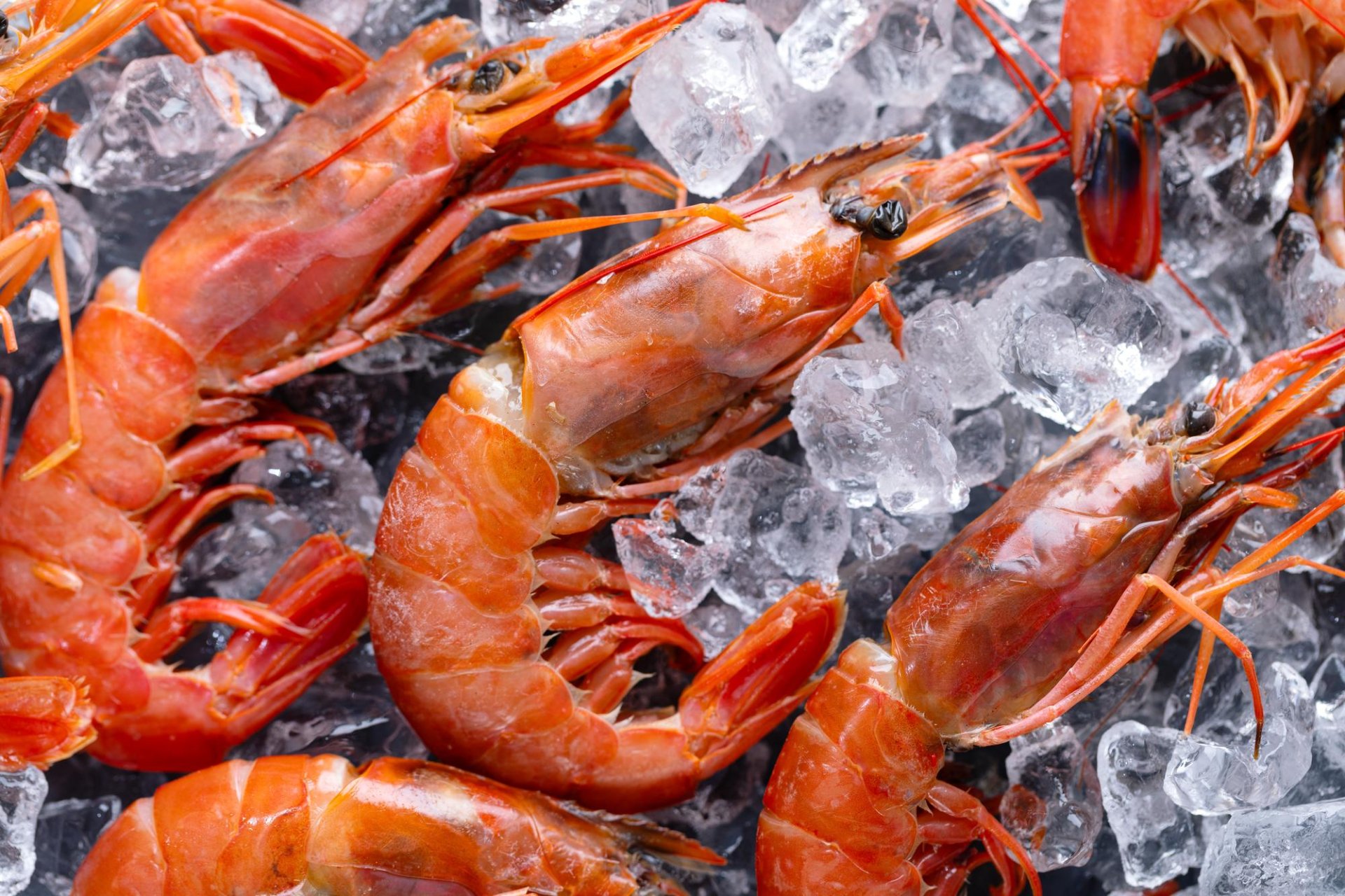 Jornades Gastronòmiques del Llagostí a La Ràpita