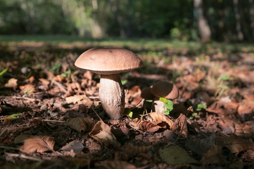 Mycological and Botanical Conferences at the Montmajor Mushroom Museum