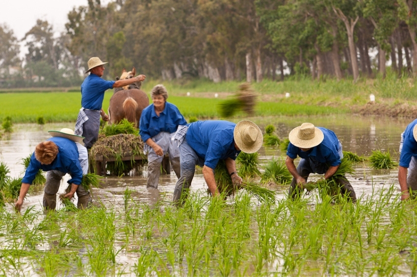 Plantada de arroz de las Tierras del Ebro