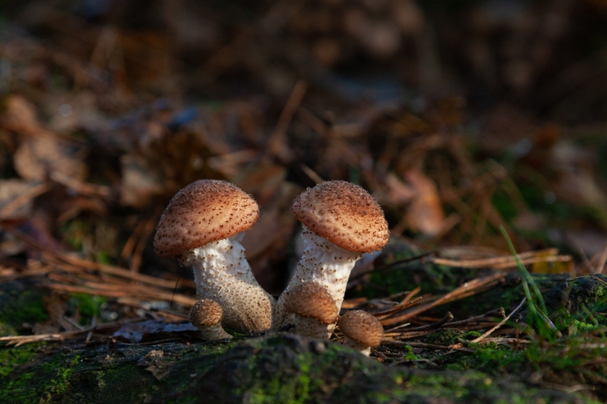 Mushroom hunting in Sant Salvador de Guardiola