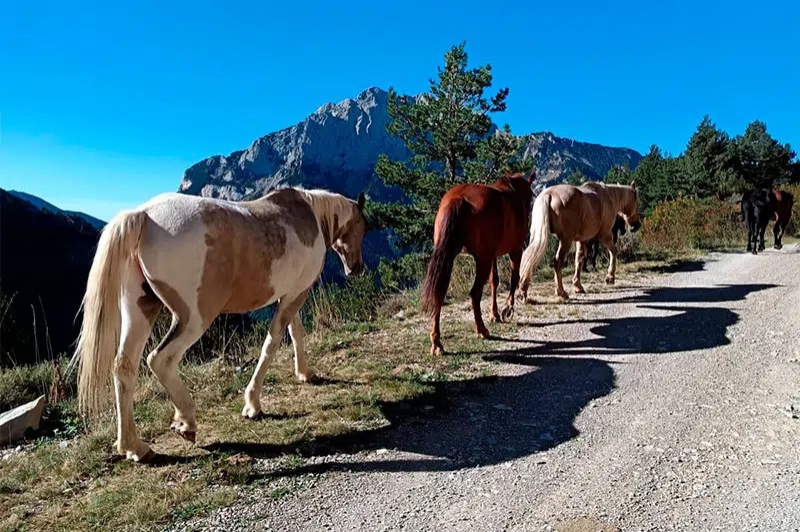 Transhumància de tardor amb la Fundació Miranda