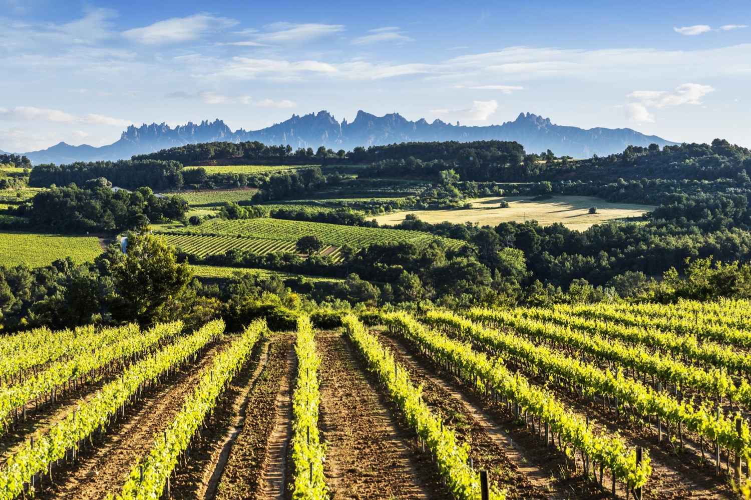 Turisme Baix Penedès (7_enoturisme_p_0038)