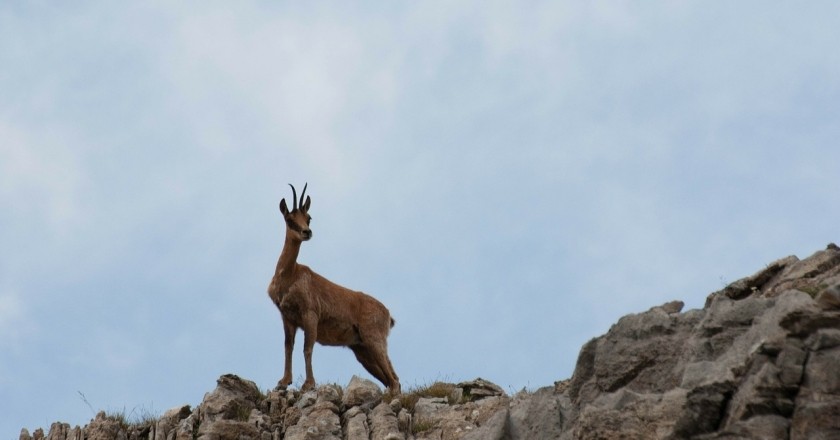 Get to know the native fauna of Catalonia