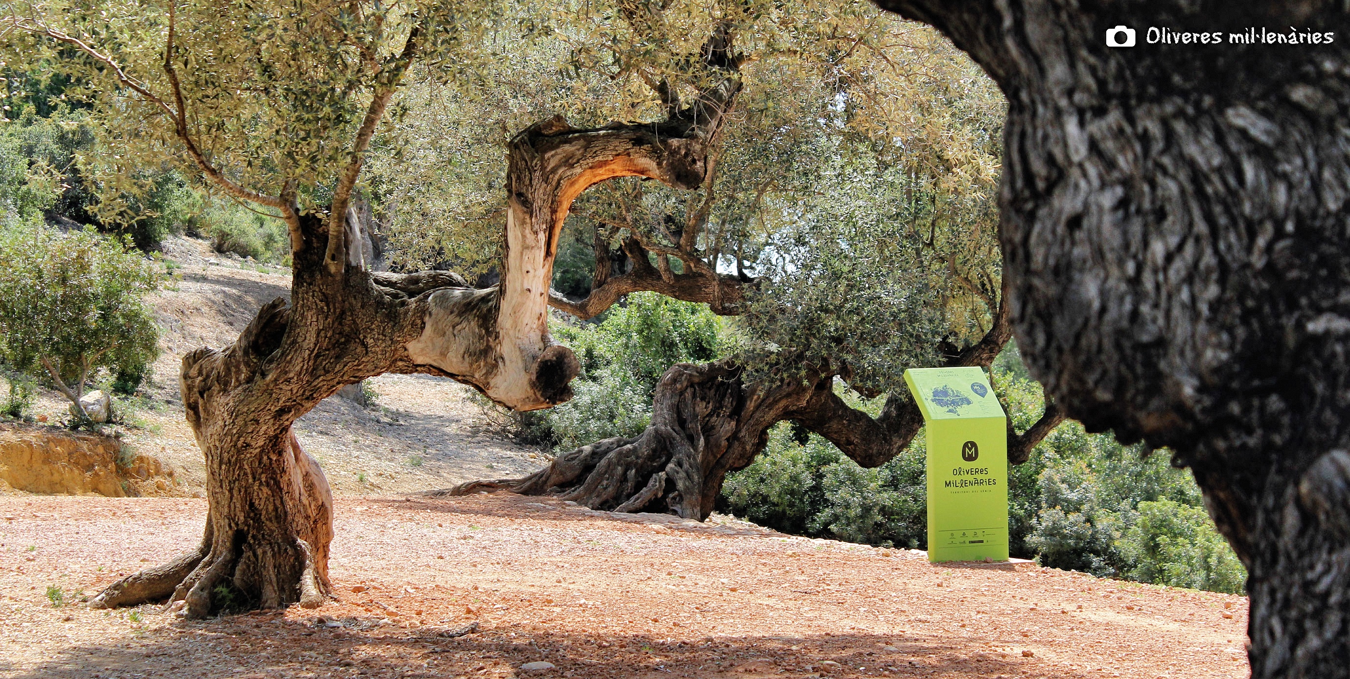 Oliveres Mil·lenàries