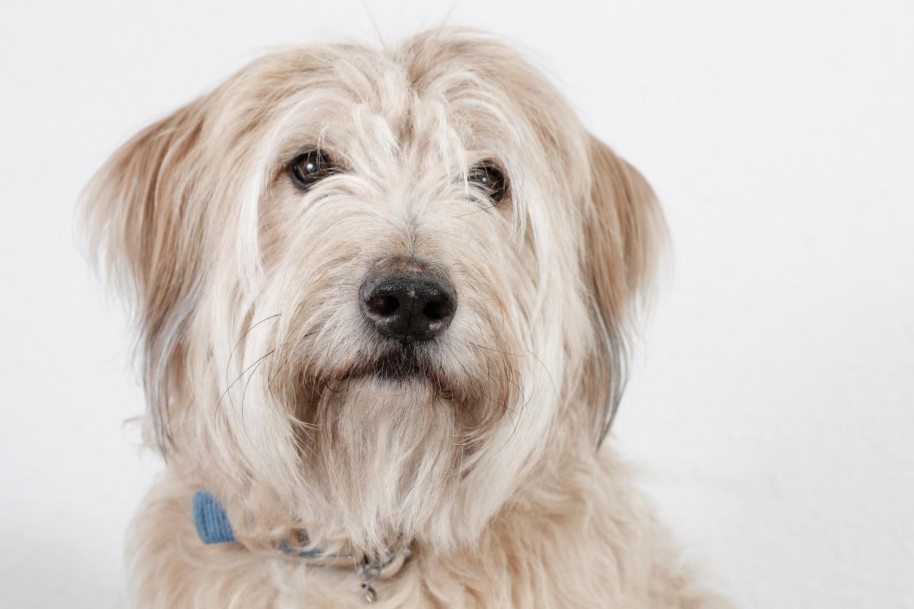 Catalan Sheepdog