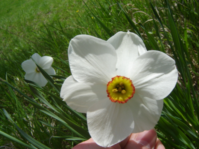 La grandalla, la flor nacional de Andorra