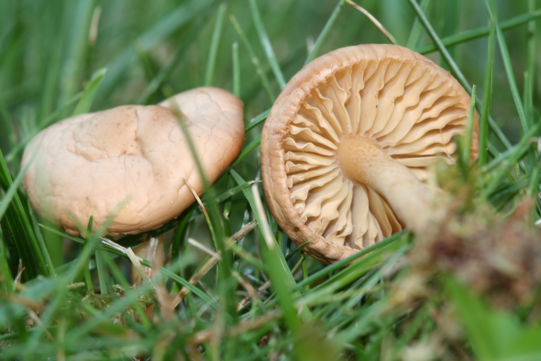 Mushrooms out of season: what to look for and when to look for them