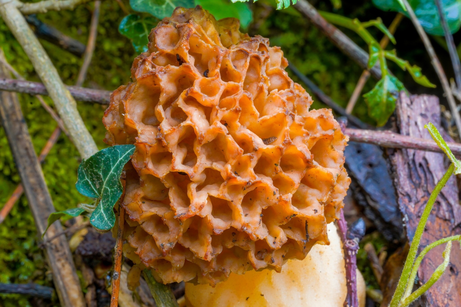 Mushrooms out of season: what to look for and when to look for them