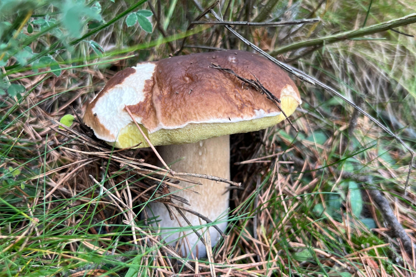 Los mejores restaurantes del Ripollès para comer setas