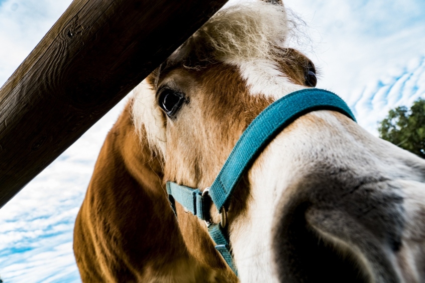 Prize draw: 5 tickets for a family visit to the Corral de Neri Farm School