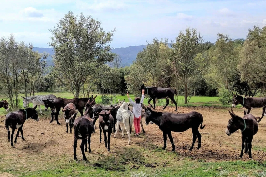 Sesión relax - La Paz de los Burros con Rukimon