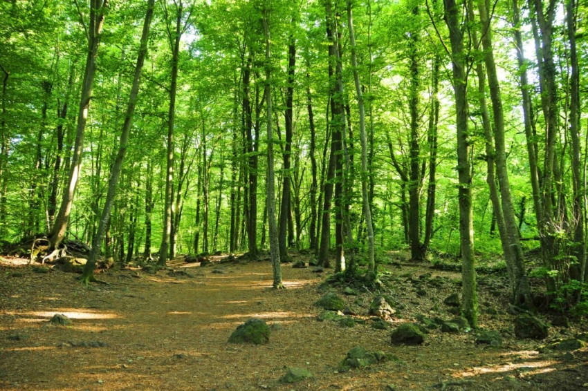 Sortida d'un dia a La Fageda d'en Jordà en carruatge i visita a la fàbrica