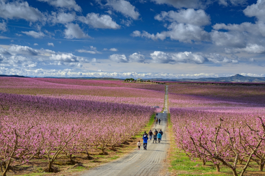 The peach trees in bloom of Aitona. The sea of pink flowers, Apolo Travels