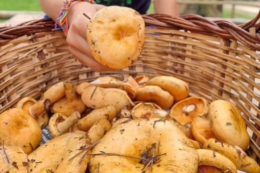 Sortie de reconnaissance des champignons au Càmpng el Solsonès