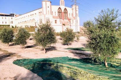 Live the experience of being a farmer among olive trees at Mas de Colom, Casa Borges