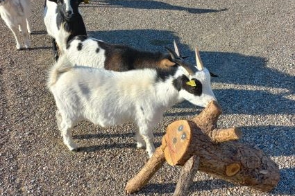 Regalo del tió en Camping Ecocamp Vinyols