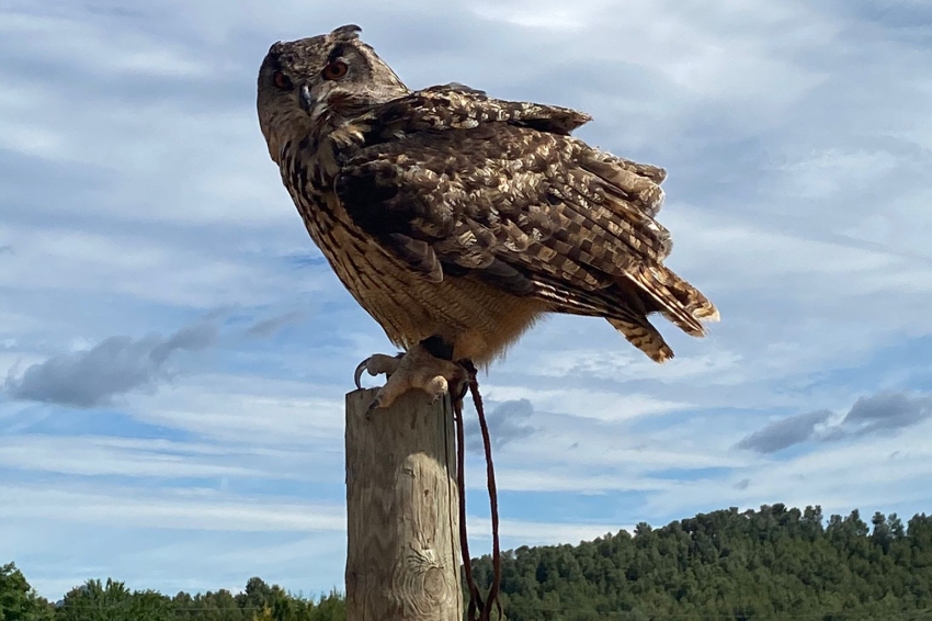 Birds prey flight in the vineyard & farmhouse breakfast, Bodegas Sumarroca