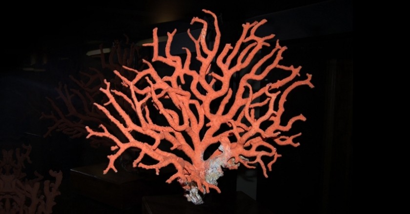 El corall vermell: una història mil·lenària de Catalunya