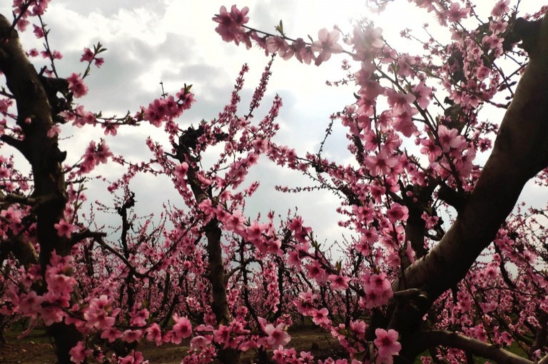 Flowering in the Orchard of Lleida