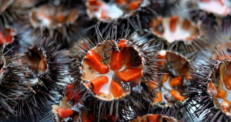 The sea urchin route, a treat for the palate