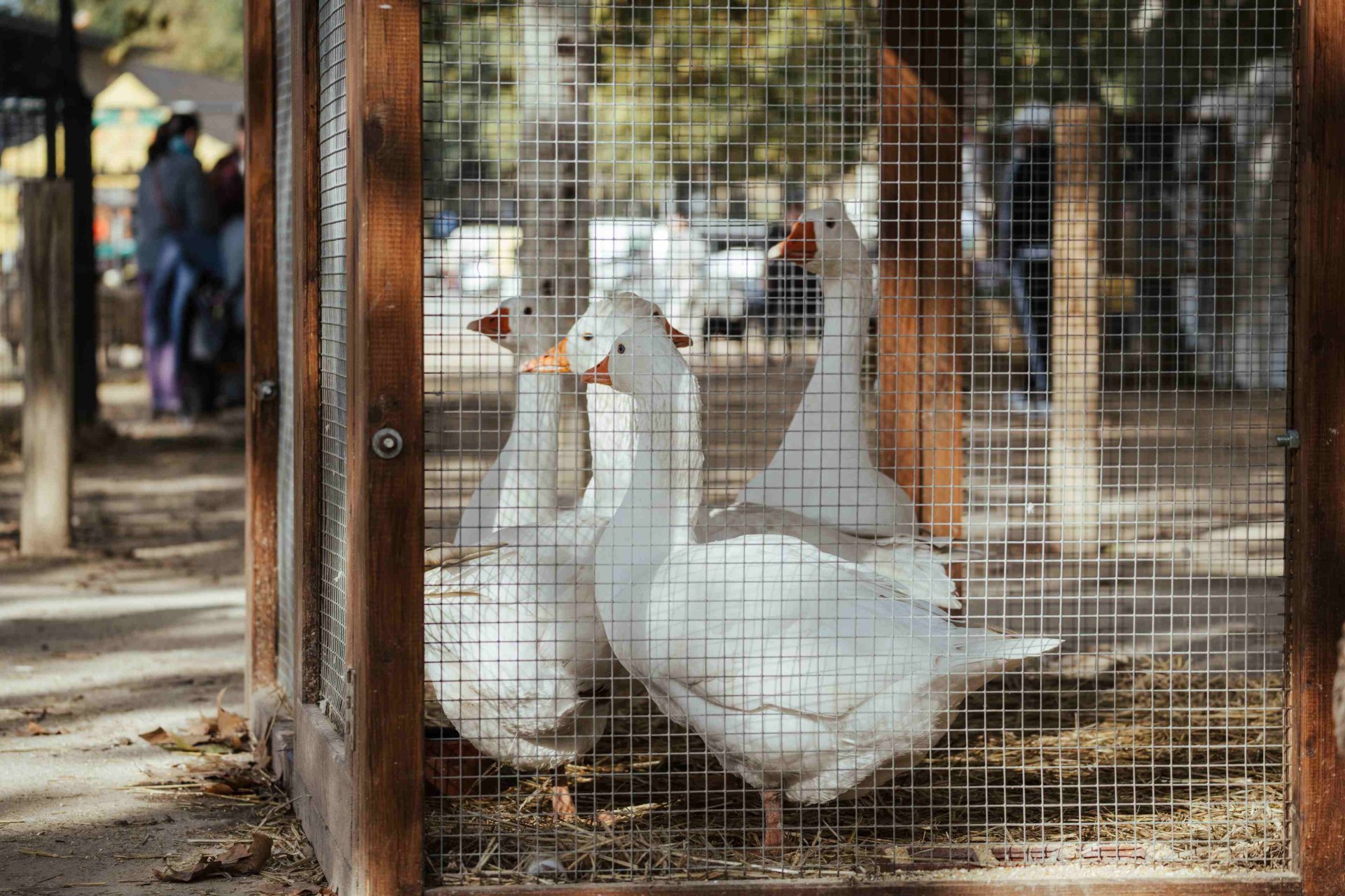 Feria Sant Martirià en Banyoles (Firasantmartiria Banyoles_mostra Races Autoctones_3 Laurabatlles)