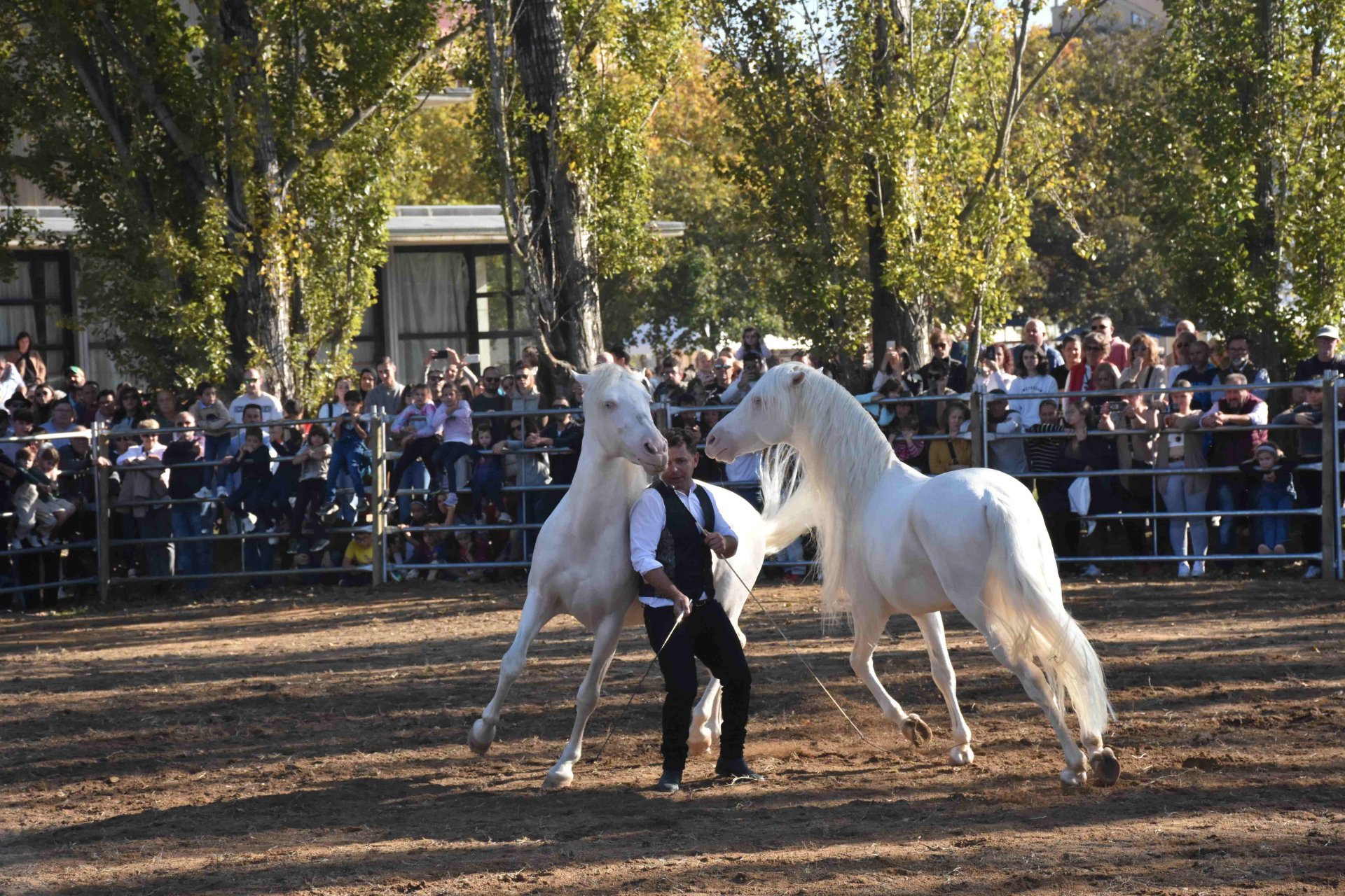 Feria Sant Martirià en Banyoles (Firasantmartiria Banyoles_doma Natural_3 Mireiafigueras)