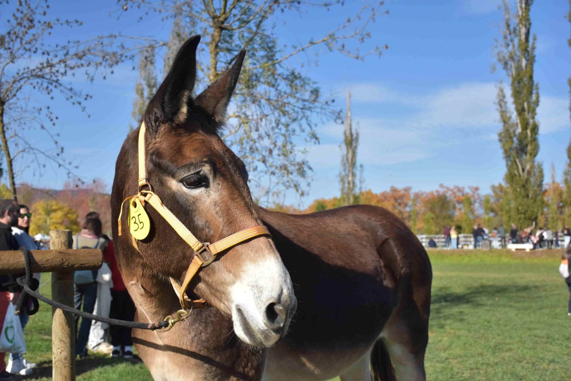 Feria Sant Martirià en Banyoles (Firasantmartiria Banyoles_concurs Ase Catala Mireiafigueras)