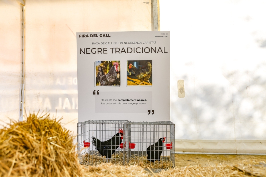 Vilafranca del Penedès Rooster Fair 2024 (Fira Del Gall 2023 0135)