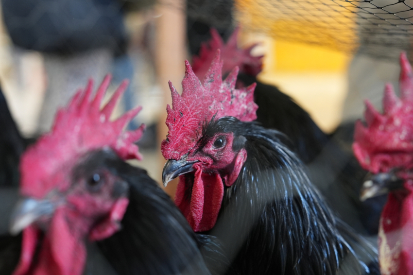 Feria del Gallo de Vilafranca del Penedès 2025 (Gall24 Fot Dia1_mati Lafatxenda 1040 Copia)