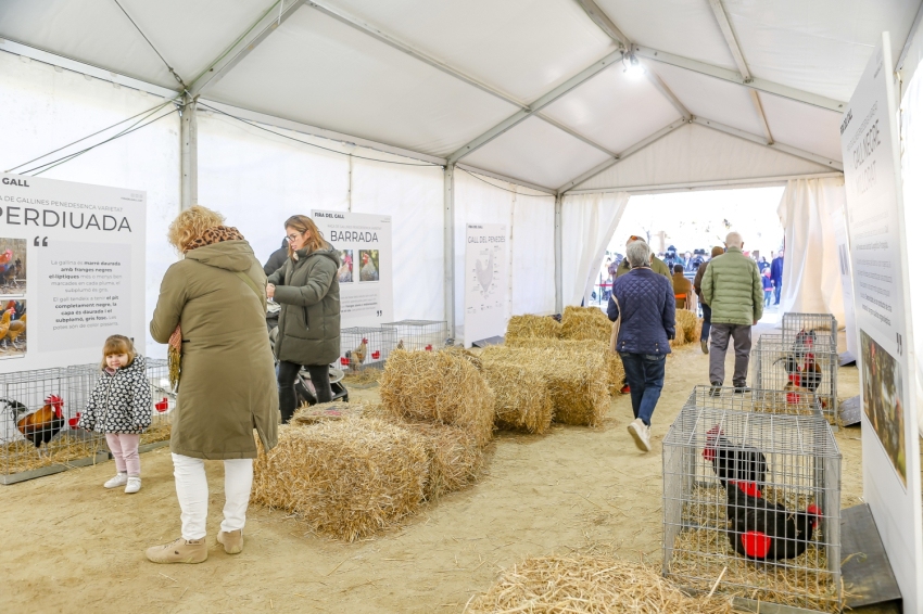 Vilafranca del Penedès Rooster Fair 2024 (Fira Del Gall 2023 0137)