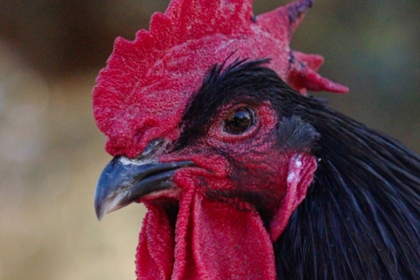 Vilafranca del Penedès Rooster Fair 2024 (Gall Del Penedes Amb Igp)