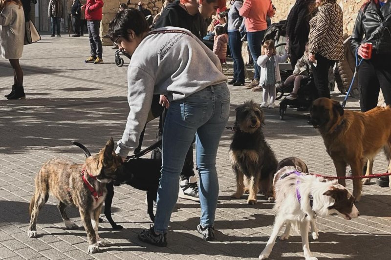 Fiesta de Sant Antoni en La Sénia (Animals)