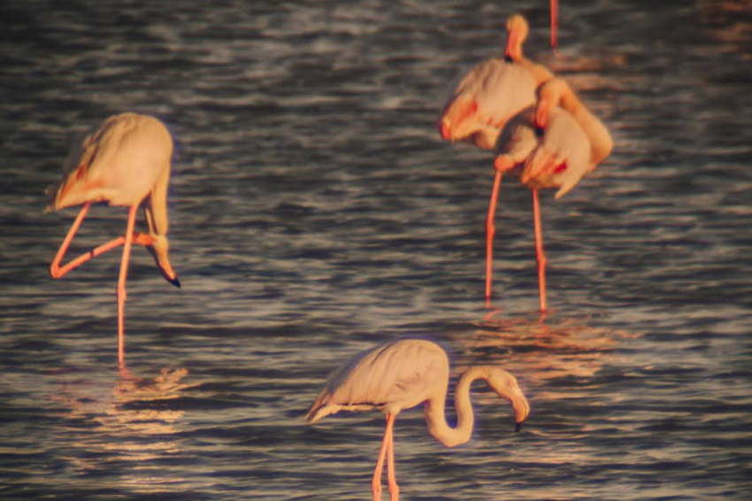 Posta de sol entre flamencs a MónNatura Delta de lEbre (Posta De Sol Entre Flamencs 7)
