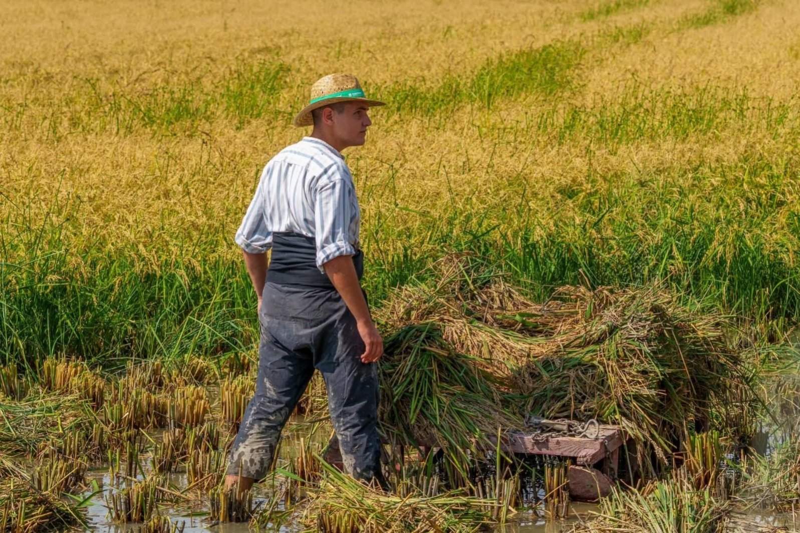 Fiesta Tradicional de la Siega del Arroz en la Ràpita (Festa Sega 2)