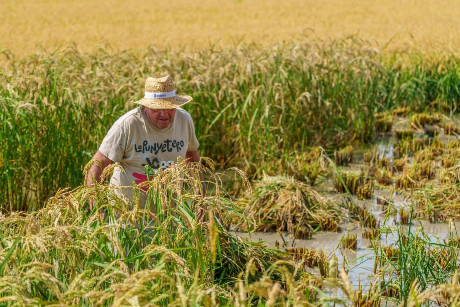 Fiesta Tradicional de la Siega del Arroz en la Ràpita (Festa Sega 4)